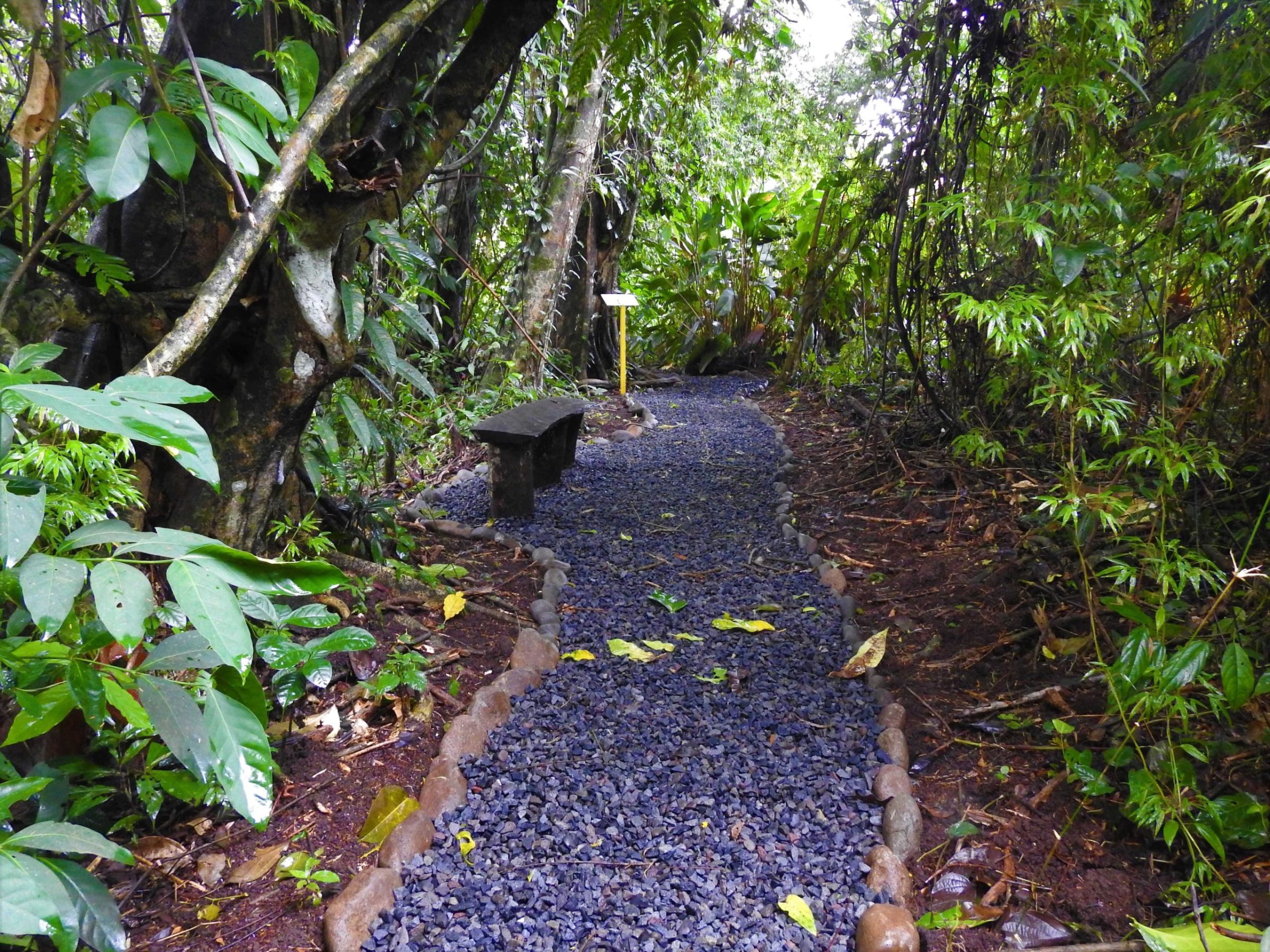 Sloth Territory Arenal Tour | Native's Way Costa Rica